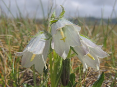 Campanula alpina