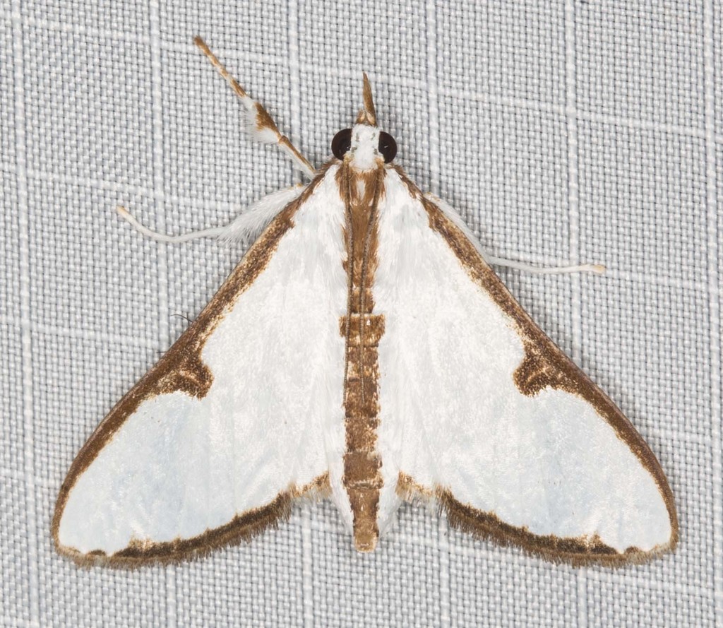 Cirrhochrista arcusalis