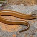 Thin-tailed Legless Skink - Photo (c) Tyrone Ping, some rights reserved (CC BY-NC), uploaded by Tyrone Ping