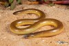 Cape Legless Skink - Photo (c) Tyrone Ping, some rights reserved (CC BY-NC), uploaded by Tyrone Ping
