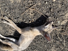 Vulpes macrotis mutica