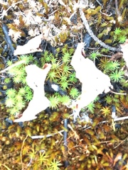Polytrichum juniperinum
