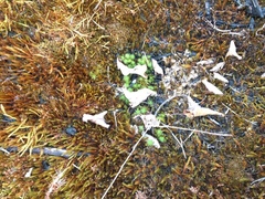 Polytrichum juniperinum