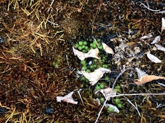Polytrichum juniperinum