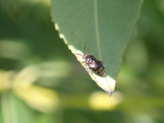 Deraeocoris nebulosus