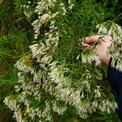 Eupatorium torreyanum