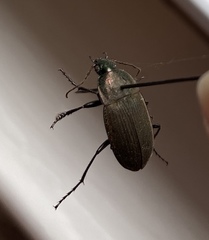 Chlaenius tomentosus