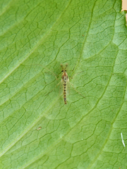 Chironomus crassicaudatus