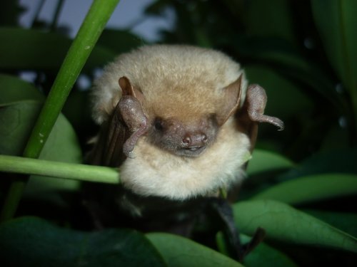 Southern Yellow Bat (Lasiurus ega)