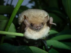 Lasiurus ega