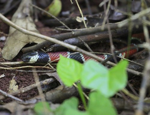 Painted Coralsnake