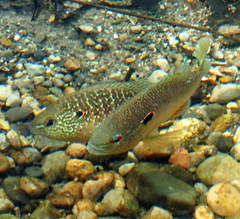 Lepomis peltastes