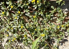 Portulaca oleracea