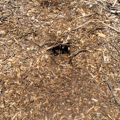 Otospermophilus beecheyi