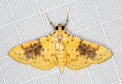 Conogethes semifascialis