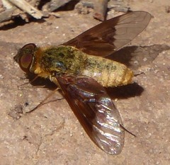 Chrysanthrax cypris