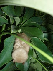 Lasiurus ega