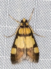 Deuterarcha xanthomela