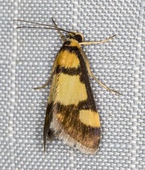 Deuterarcha xanthomela