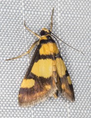 Deuterarcha xanthomela