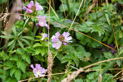 Sidalcea calycosa