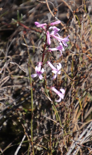 Image of Cyphia ranunculifolia by (c) Tony Rebelo, some rights reserved (CC BY-SA)