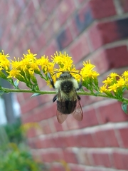 Bombus impatiens