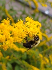 Bombus impatiens