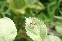 Xanthogramma flavipes