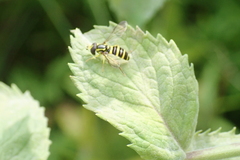 Xanthogramma flavipes