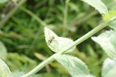 Xanthogramma flavipes