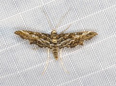 Diasemiopsis ramburialis