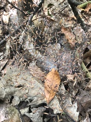 Pellaea atropurpurea