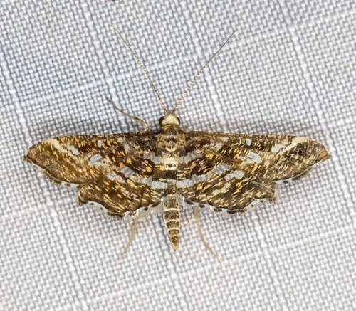 Diasemiopsis ramburialis