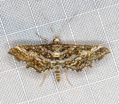 Diasemiopsis ramburialis
