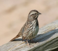 Melospiza melodia