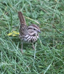 Melospiza melodia