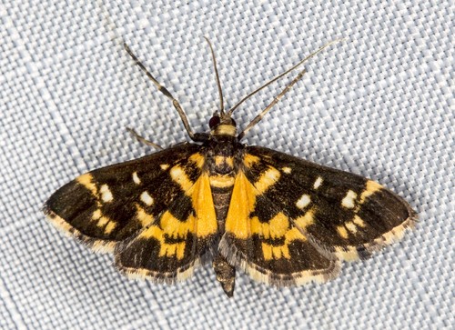 Diathrausta ochreipennis (Butler, 1886)