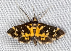 Diathrausta ochreipennis