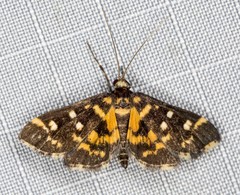 Diathrausta ochreipennis