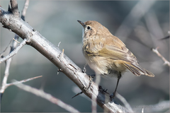 Phylloscopus sindianus
