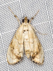 Eudaimonisma batchelorella