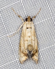 Eudaimonisma batchelorella