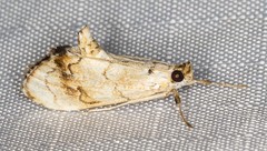 Eudaimonisma batchelorella