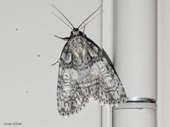 Acronicta increta