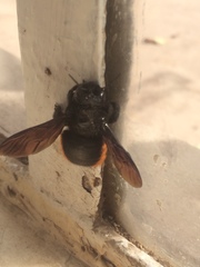 Xylocopa augusti