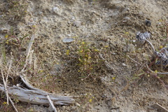 Cleomella parviflora