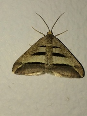 Chiasmia subcurvaria