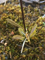 Gentianopsis detonsa raupii