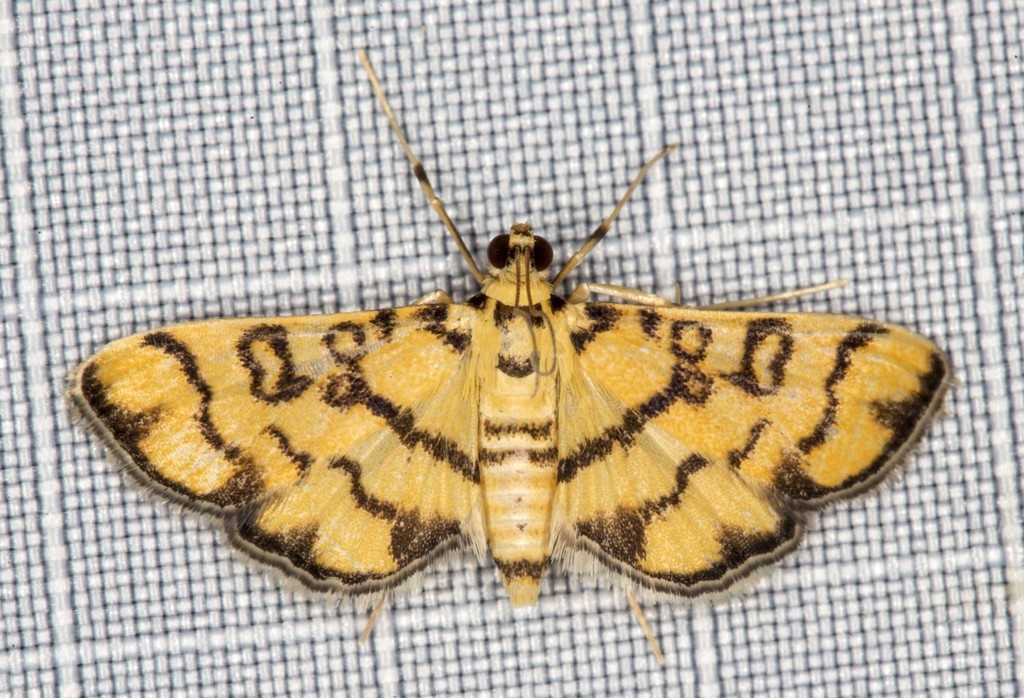 Glycythyma chrysorycta